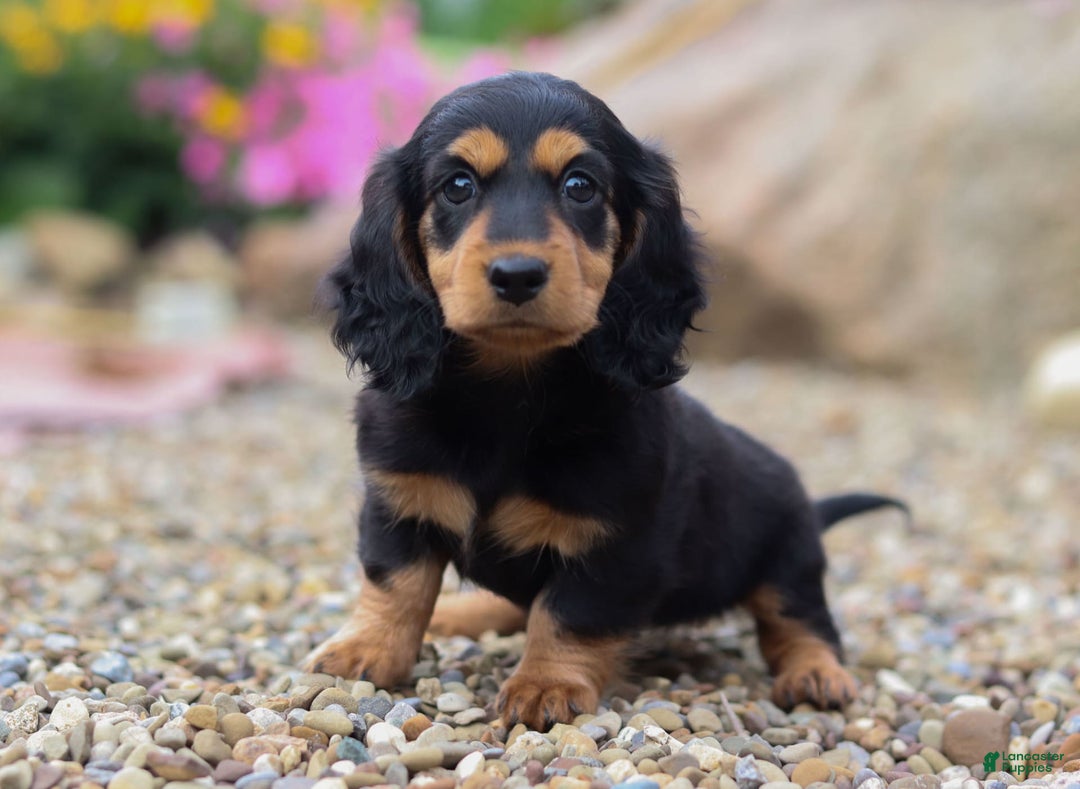 Miniature Dachshund dogs for sale: Dory - Image 1