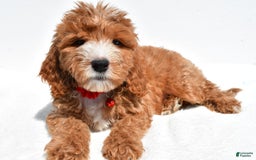Mini Goldendoodle dogs for sale: Twinkie - Image 6