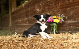 Shetland Sheepdog dogs for sale: Rhonda - Image 2