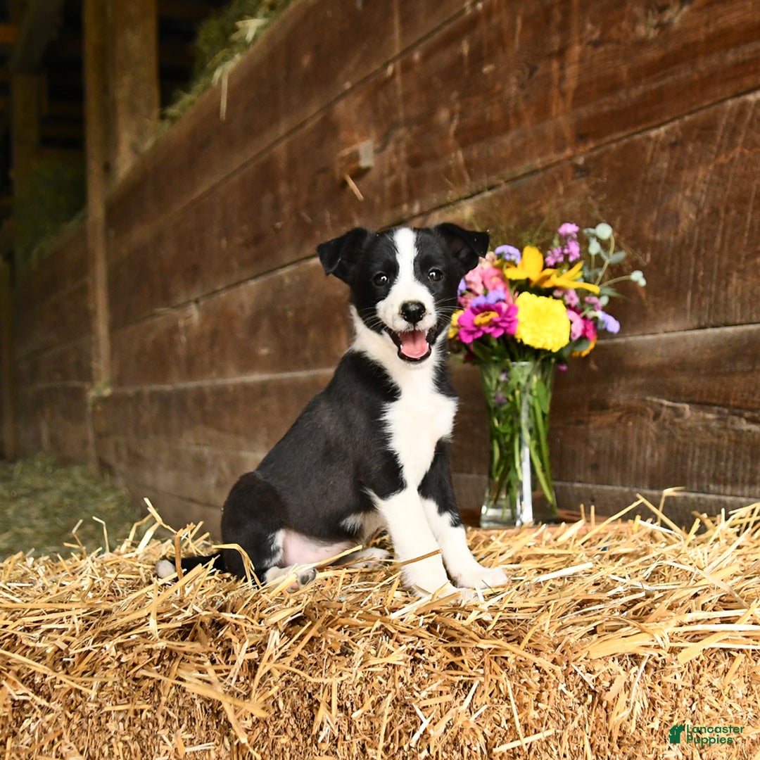 Shetland Sheepdog dogs for sale: Rhonda - Image 2