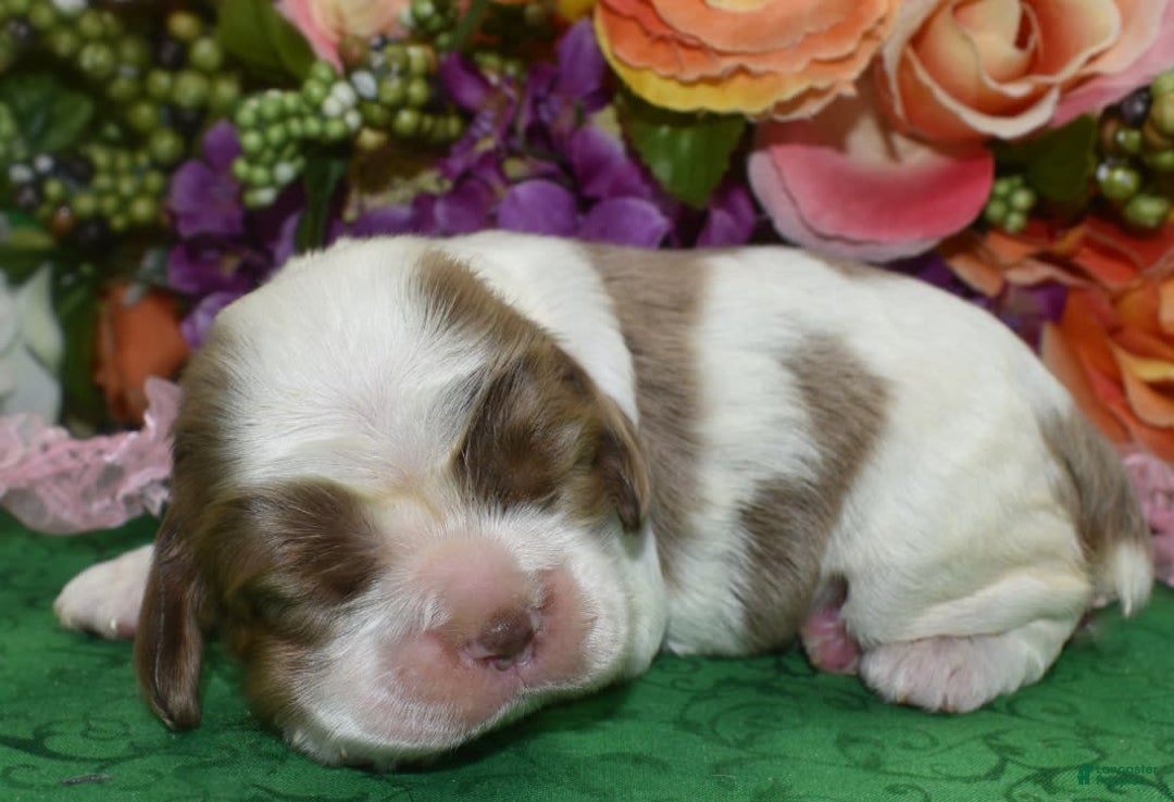 Cocker Spaniel dogs for sale: Brandychocolatetanpartimerlecockerpuppy - Image 1