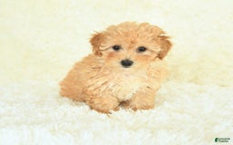 Bichpoo dogs for sale: Sugar Cookie - Image 2