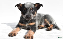 Australian Cattle Dog dogs for sale: Jasper - Image 1
