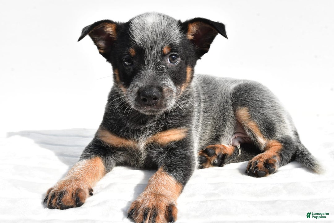 Australian Cattle Dog dogs for sale: Jasper - Image 1