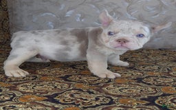 French Bulldog dogs for sale: Dong - Image 4