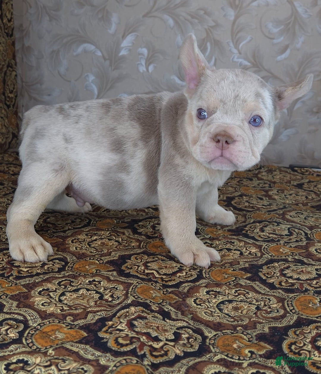 French Bulldog dogs for sale: Dong - Image 4