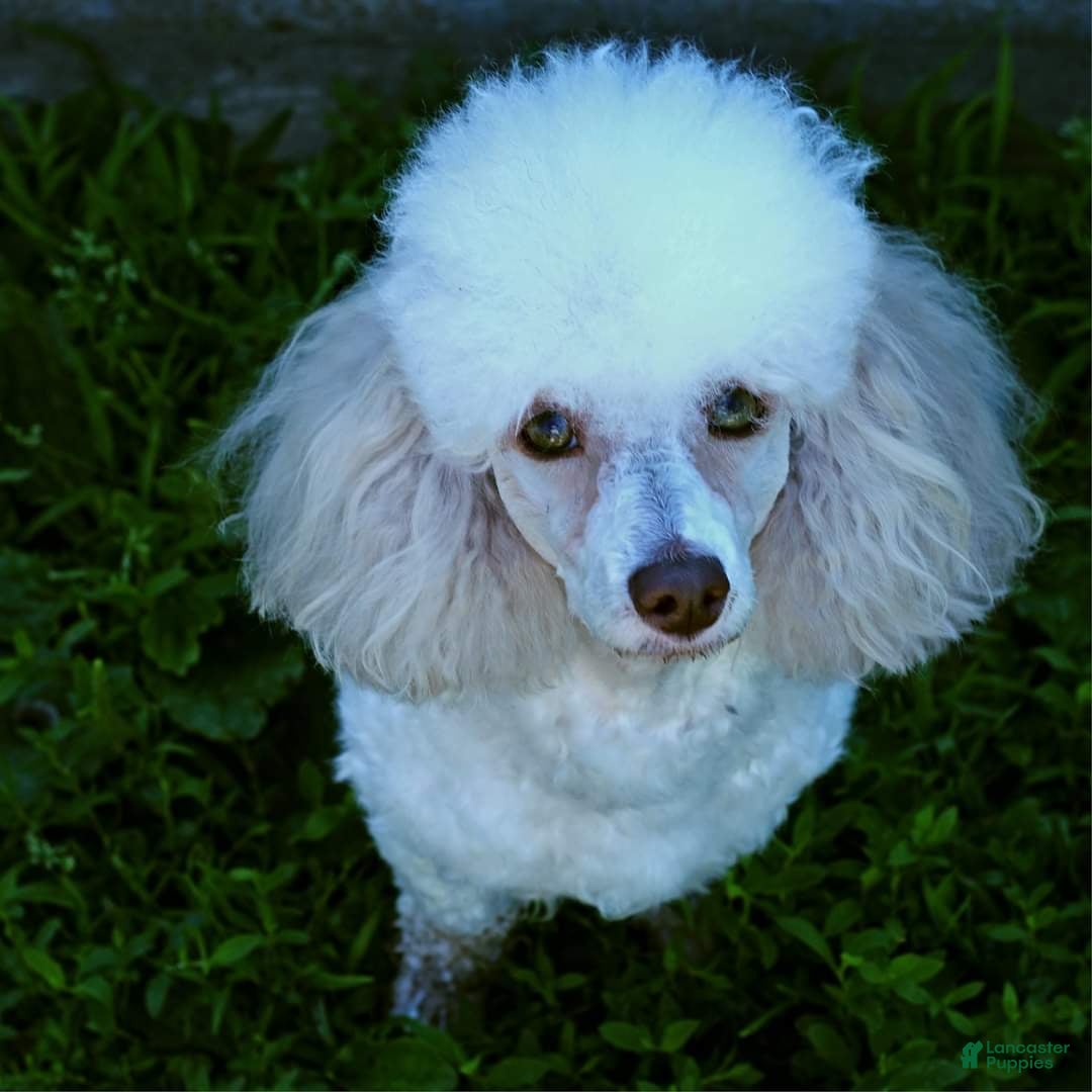 Doxiepoo dogs for sale: Biscuit - Image 13