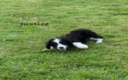 Bernedoodle dogs for sale: Justice 77956 - Image 10