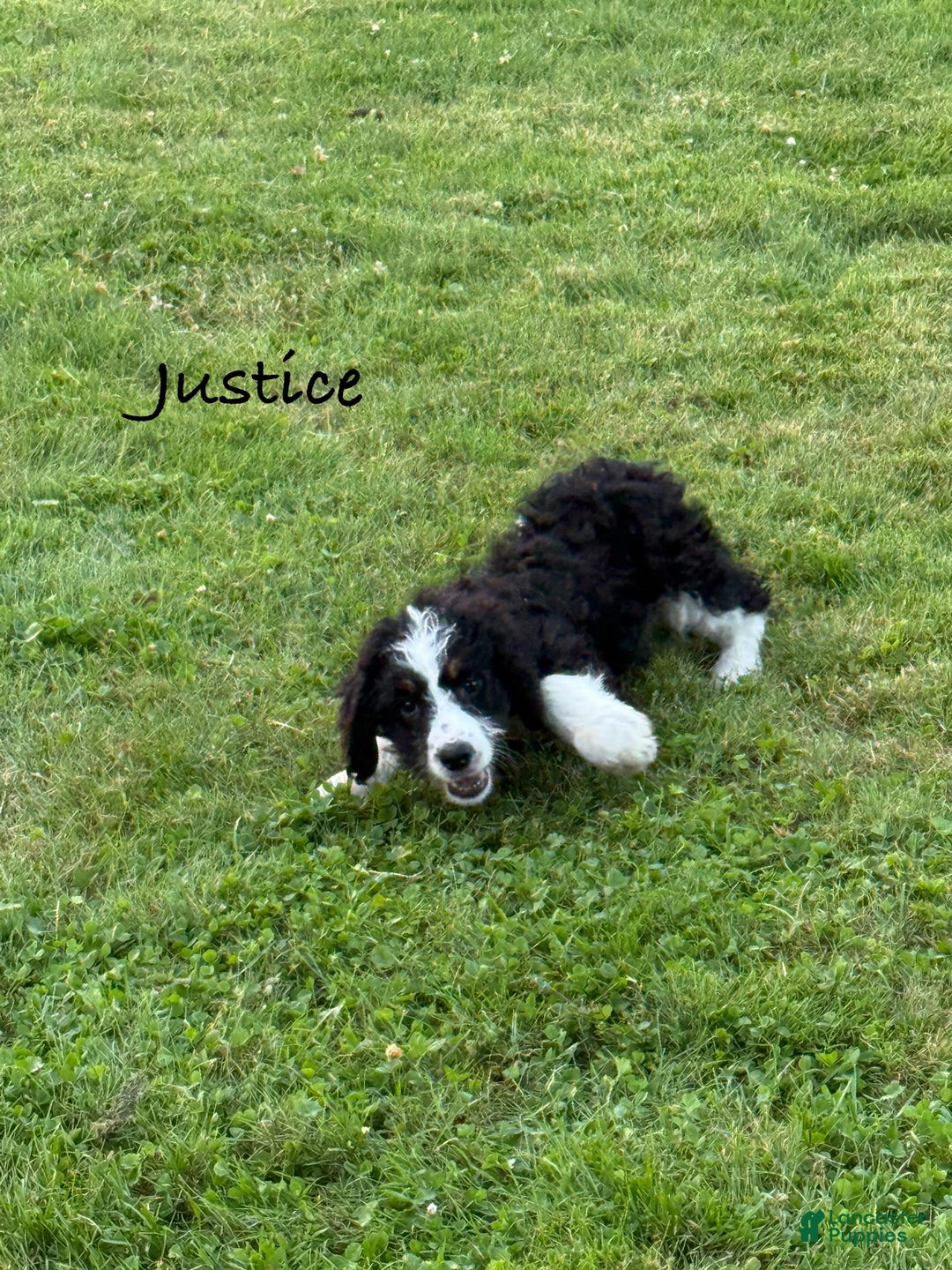 Bernedoodle dogs for sale: Justice 77956 - Image 10
