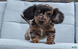Miniature Dachshund dogs for sale: Miniature Dachshund 3 puppies - Image 20