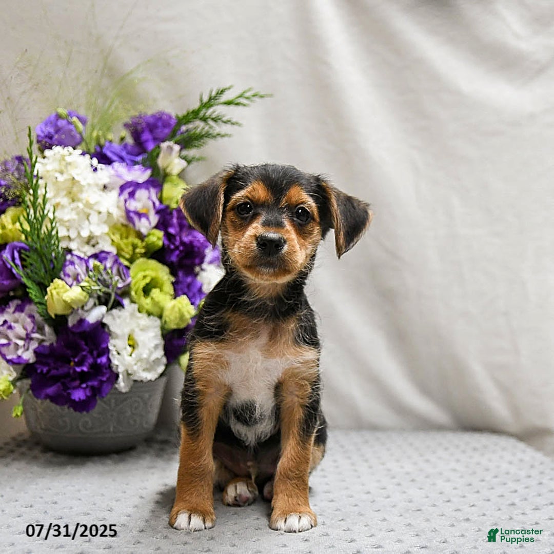 Jack Russell Terrier dogs for sale: Reggie - Image 2