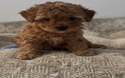 Yorkiepoo dogs for sale: Sundae - Image 7
