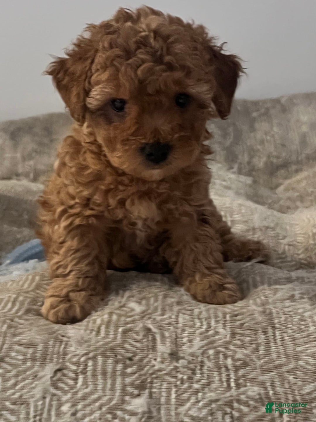 Yorkiepoo dogs for sale: Sundae - Image 7