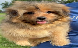 Yorkshire Terrier dogs for sale: Berry - Image 2