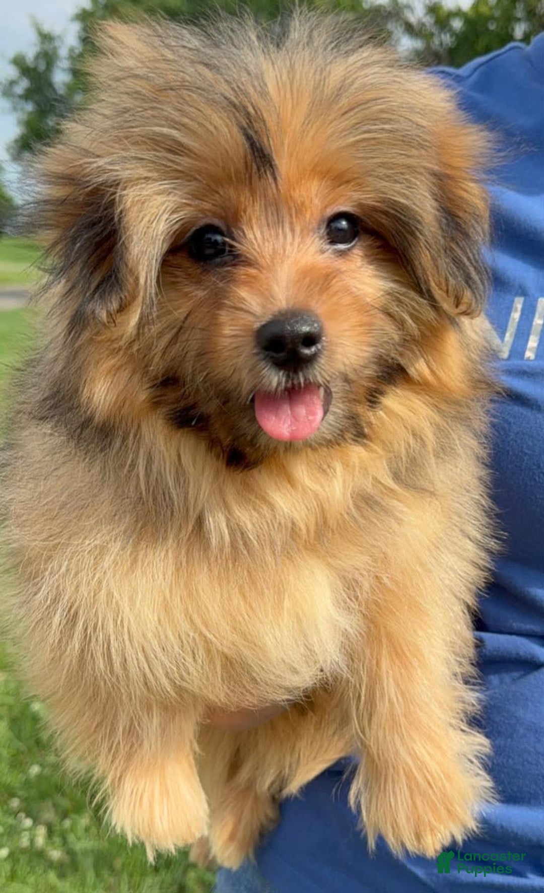 Yorkshire Terrier dogs for sale: Berry - Image 2
