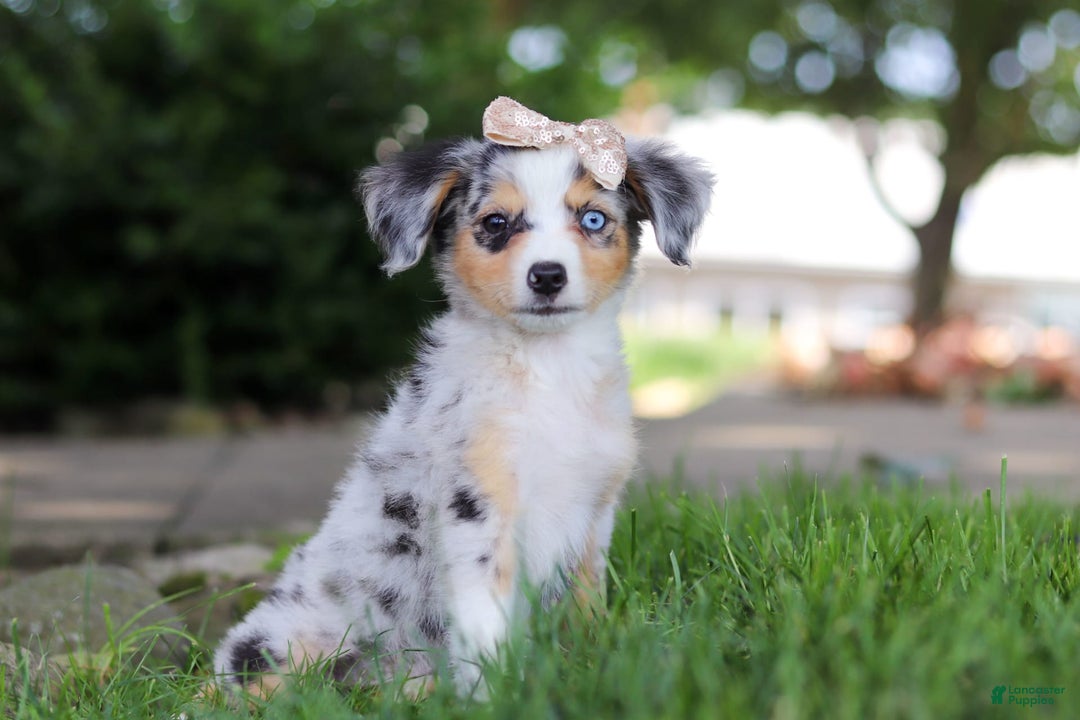 Mini Bernedoodle dogs for sale: Stella - Image 4