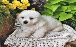 Cavachon dogs for sale: Charlie - Image 3