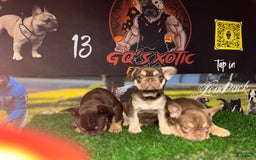 French Bulldog dogs for sale: Bahha - Image 8