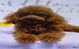 Toy Poodle dogs for sale: Lexi - Image 7