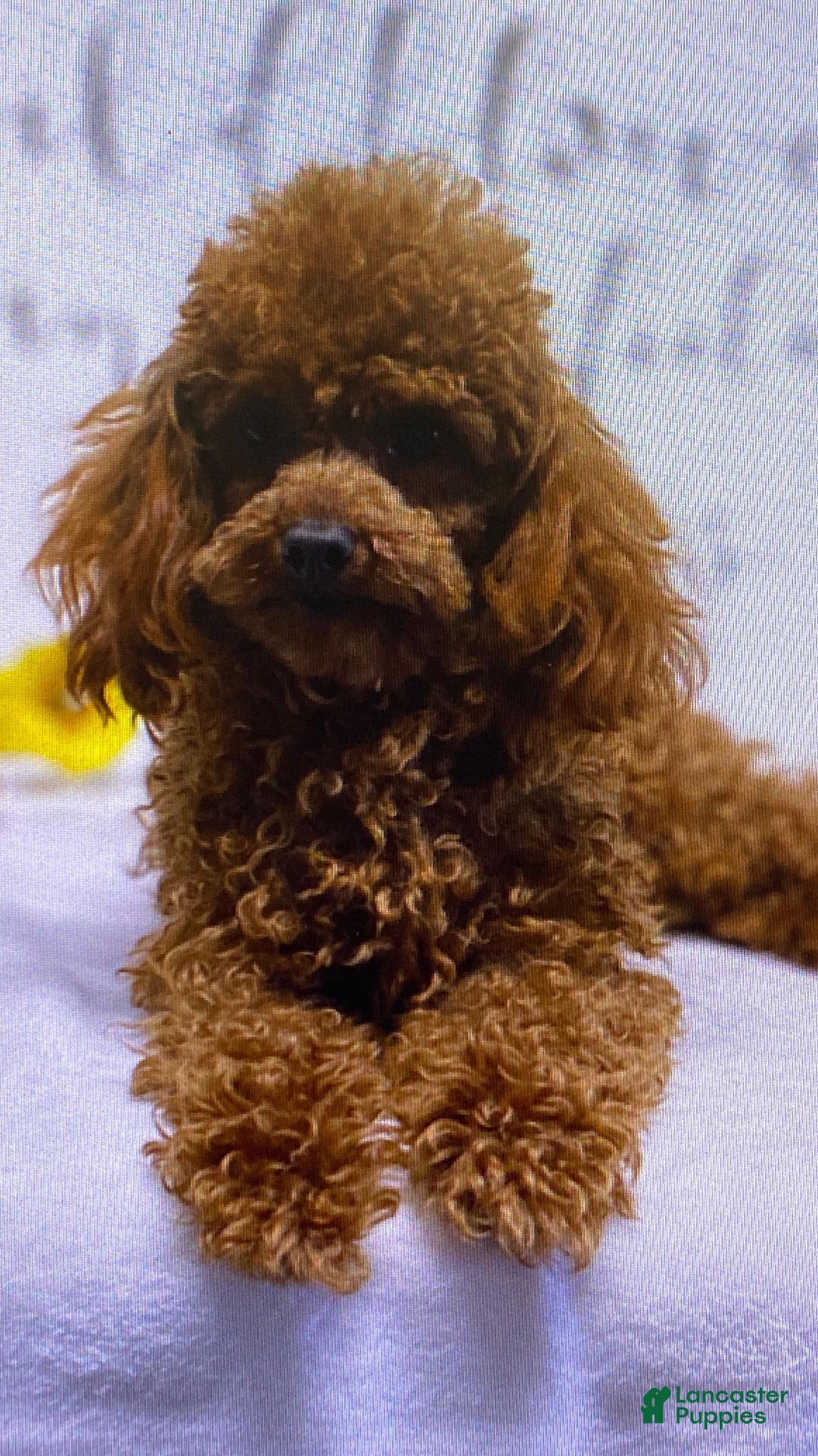 Toy Poodle dogs for sale: Lexi - Image 7