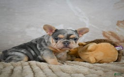 French Bulldog dogs for sale: River - Image 8