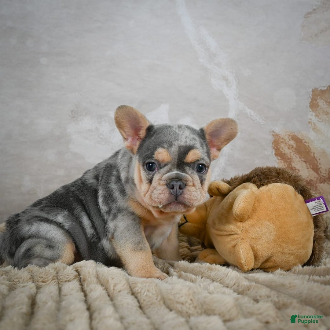 French Bulldog dogs for sale: River - Image 8