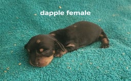 Miniature Dachshund dogs for sale: Skittles - Image 1