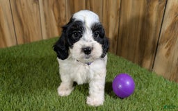 Cavapoo dogs for sale: Missy Girl 3 - Image 10