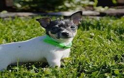 Toy Fox Terrier dogs for sale: Parker - Image 1