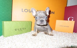 French Bulldog dogs for sale: Pluto - Image 5