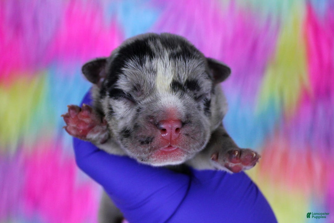 American Bully dogs for sale: Black Merle Female - Image 1