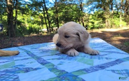 Golden Retriever dogs for sale: Maggie - Image 14