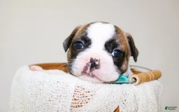 French Bulldog dogs for sale: Odin Akc - Image 5