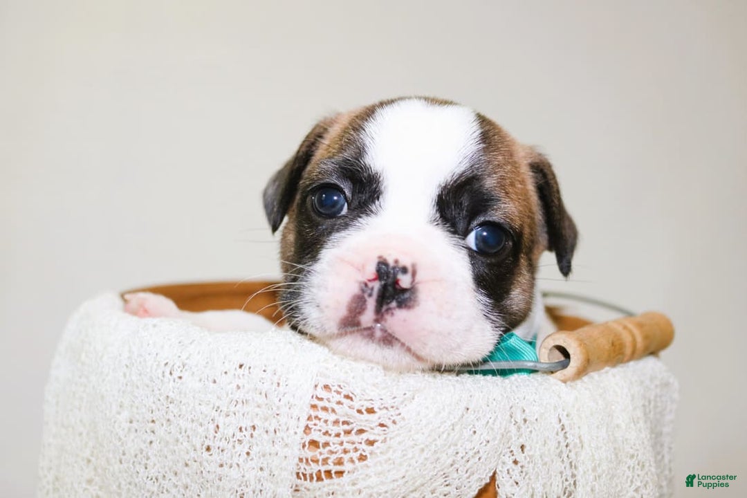 French Bulldog dogs for sale: Odin Akc - Image 5