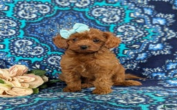 Cavapoo dogs for sale: Kayleigh Toy Size Hypoallergenic - Image 1