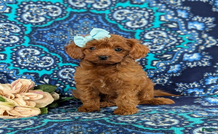Cavapoo dogs for sale - Ad 4