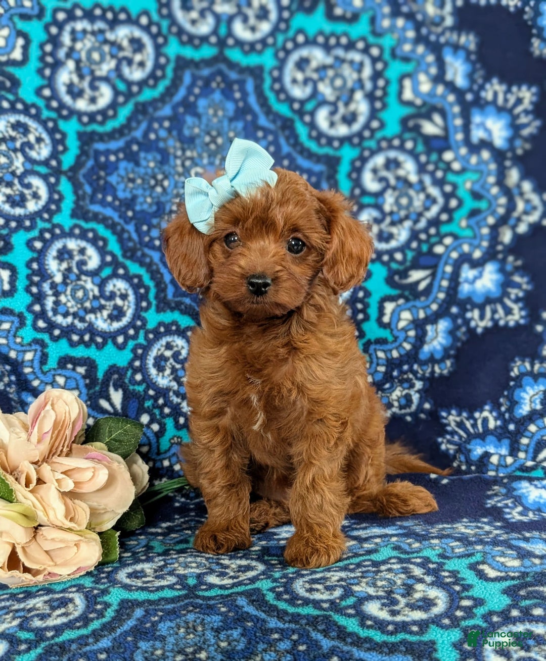 Cavapoo dogs for sale: Kayleigh Toy Size Hypoallergenic - Image 1