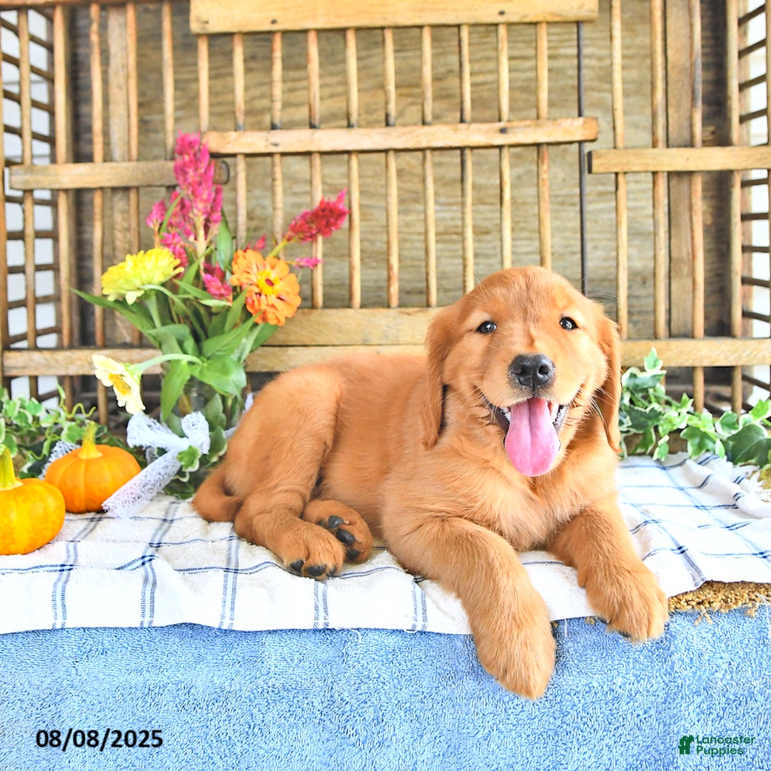 Golden Retriever dogs for sale: Golden Retriever 11 puppies - Image 25