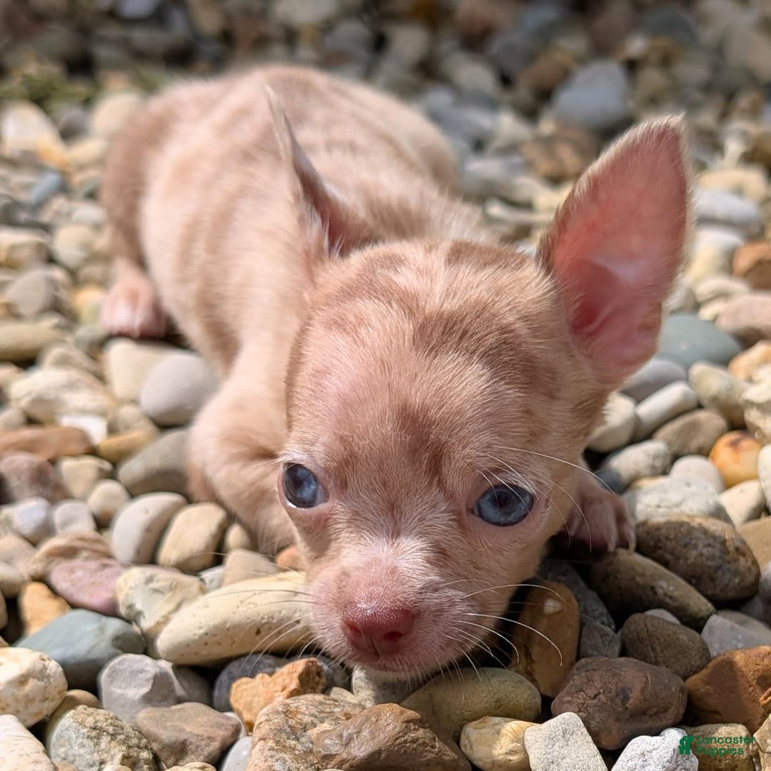 Chihuahua dogs for sale: Chihuahua 5 puppies - Image 27