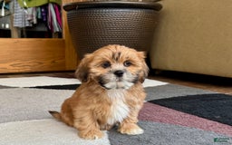 Lhasa Apso dogs for sale: Lacy - Image 4