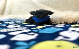 Morkie dogs for sale: Scottie - Image 9