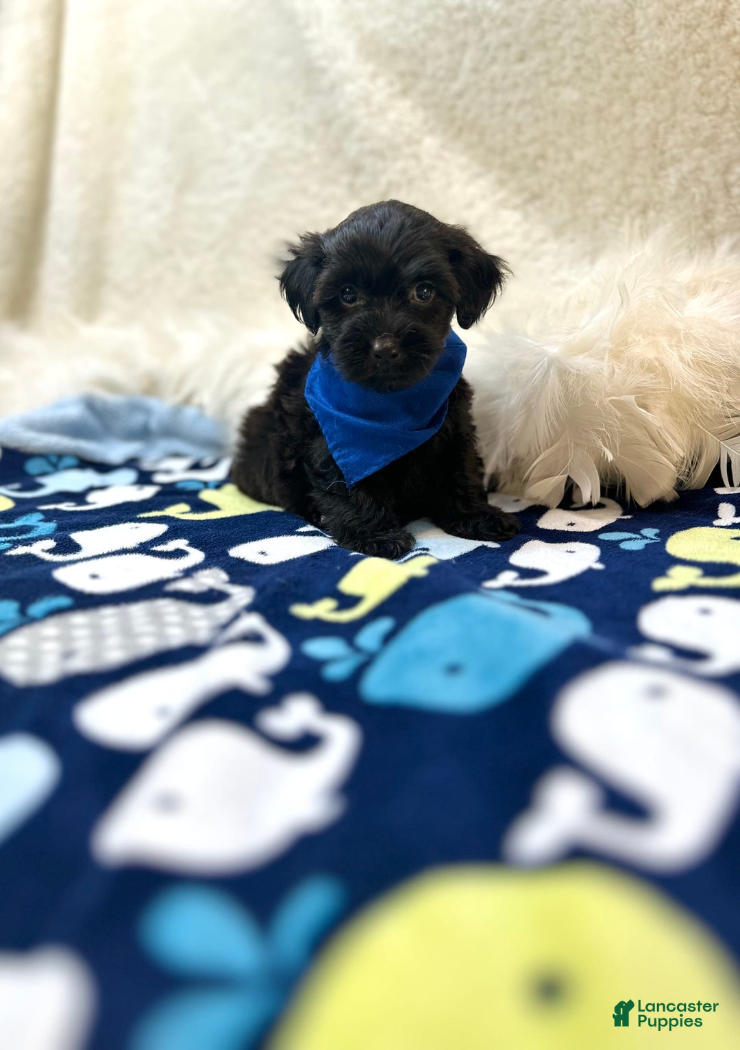 Morkie dogs for sale: Scottie - Image 9