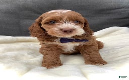 Cockapoo dogs for sale: Benji - Image 10