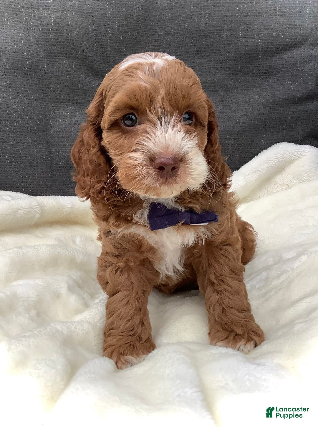 Cockapoo dogs for sale: Benji - Image 10
