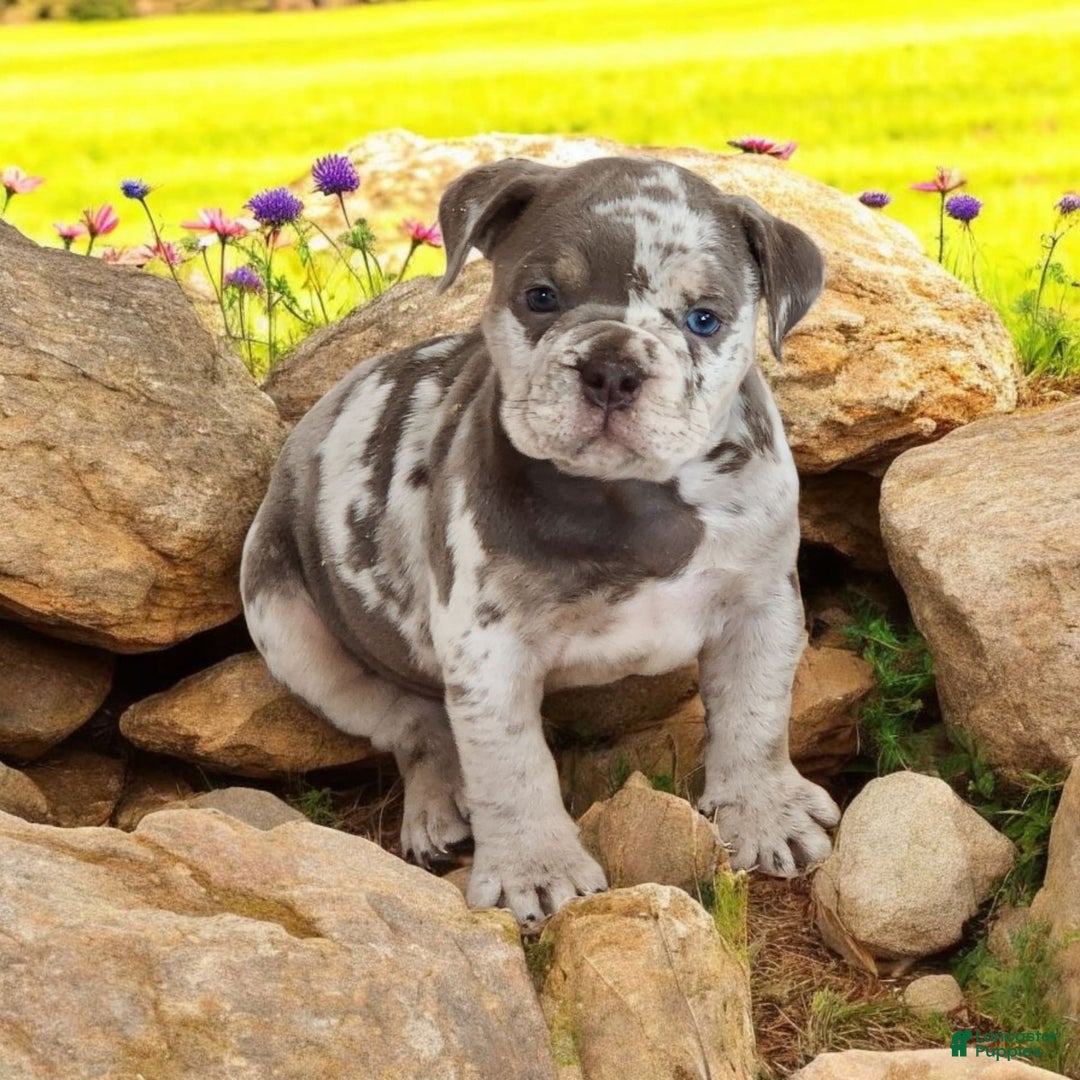 English Bulldog dogs for sale: Pebbles - Image 2