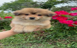 Yorkshire Terrier dogs for sale: Cooper - Image 13