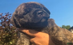 Cane Corso dogs for sale: Dark Blue - Image 2