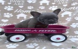 Frenchton dogs for sale: Carly - Image 1