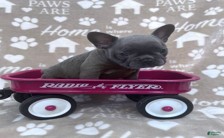 Frenchton dogs for sale - Ad 2