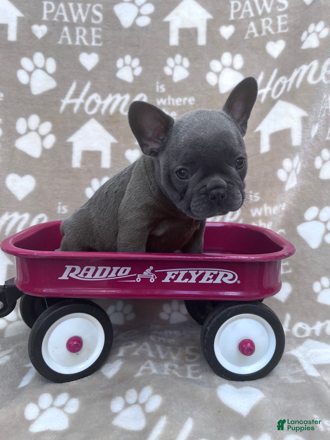 Frenchton dogs for sale: Carly - Image 1
